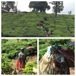 Tea field workers