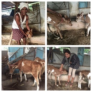 The Magic cow The Magic cow