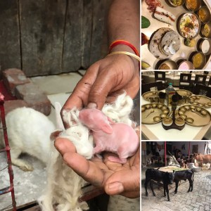 A few days old rabbit and a Indian tali